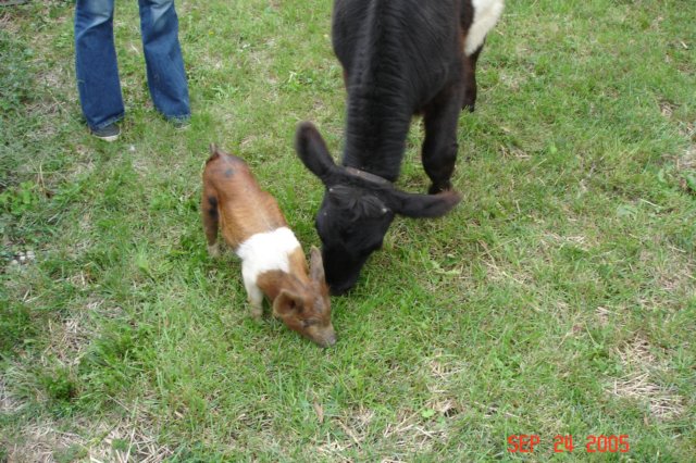 cutelittlepigwiththecalf.jpg