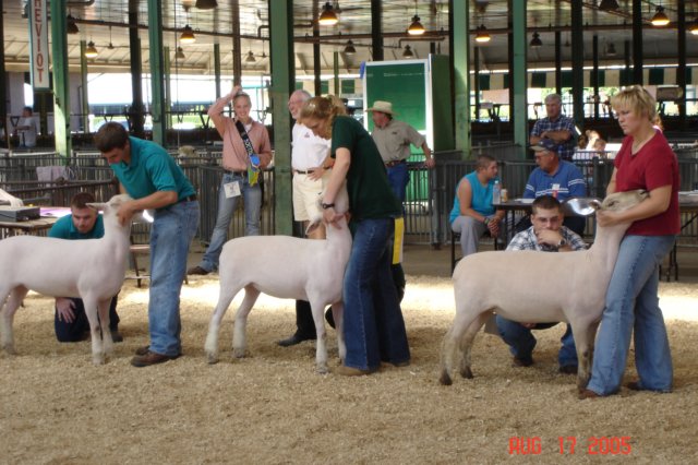 showingsheepattheillinoisstatefair2006.jpg