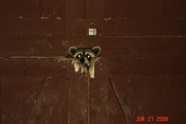 visitingracoontoourbackyardshed.jpg